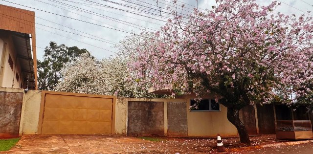 Ipês e outras árvores dão flores e colorem bairros e centro de Ponta Porã Ipês e outras árvores dão flores e colorem bairros e centro de Ponta Porã