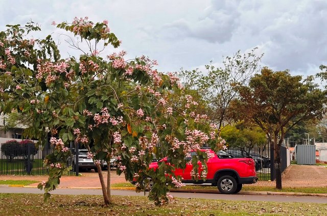 Ipês e outras árvores dão flores e colorem bairros e centro de Ponta Porã Ipês e outras árvores dão flores e colorem bairros e centro de Ponta Porã