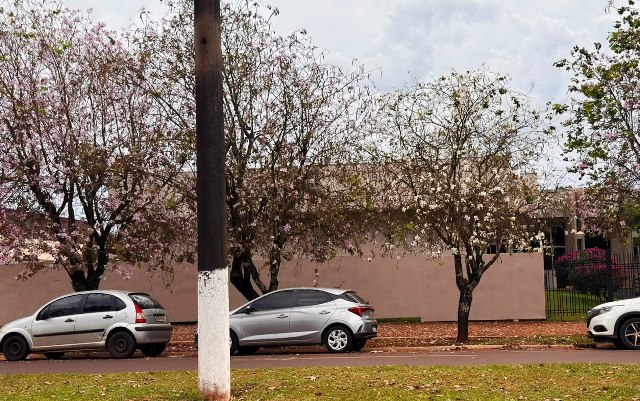 Ipês e outras árvores dão flores e colorem bairros e centro de Ponta Porã Ipês e outras árvores dão flores e colorem bairros e centro de Ponta Porã