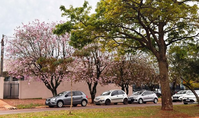 Ipês e outras árvores dão flores e colorem bairros e centro de Ponta Porã Ipês e outras árvores dão flores e colorem bairros e centro de Ponta Porã