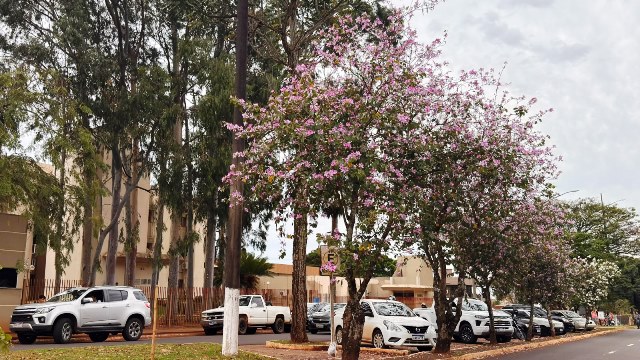 Ipês e outras árvores dão flores e colorem bairros e centro de Ponta Porã Ipês e outras árvores dão flores e colorem bairros e centro de Ponta Porã