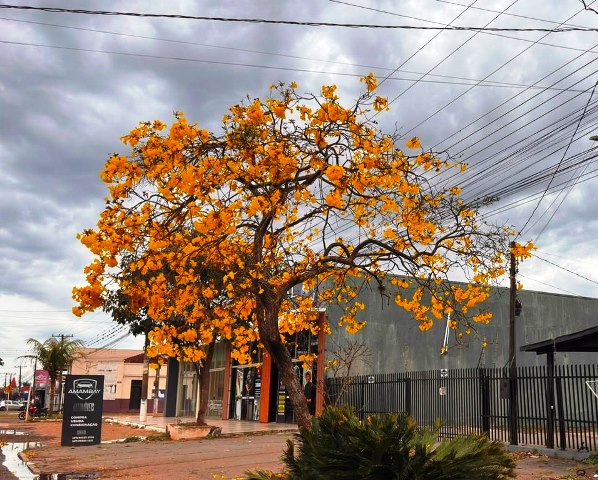 Ipês e outras árvores dão flores e colorem bairros e centro de Ponta Porã Ipês e outras árvores dão flores e colorem bairros e centro de Ponta Porã