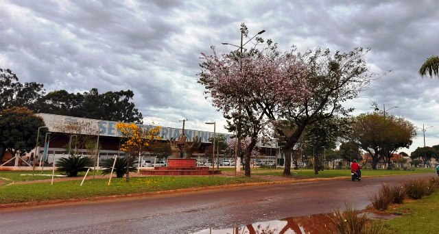Ipês e outras árvores dão flores e colorem bairros e centro de Ponta Porã Ipês e outras árvores dão flores e colorem bairros e centro de Ponta Porã