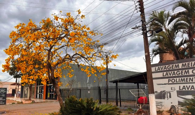 Ipês e outras árvores dão flores e colorem bairros e centro de Ponta Porã Ipês e outras árvores dão flores e colorem bairros e centro de Ponta Porã