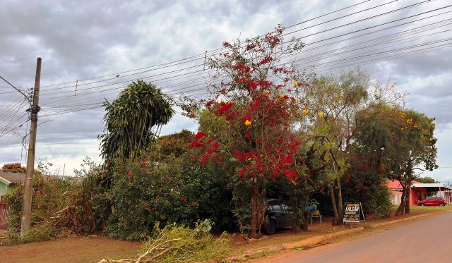 Ipês e outras árvores dão flores e colorem bairros e centro de Ponta Porã Ipês e outras árvores dão flores e colorem bairros e centro de Ponta Porã