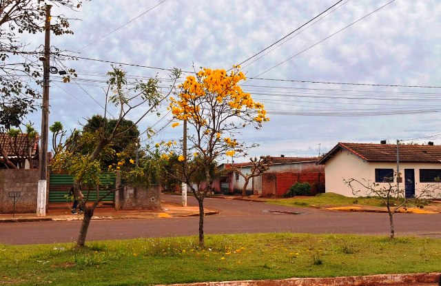 Ipês e outras árvores dão flores e colorem bairros e centro de Ponta Porã Ipês e outras árvores dão flores e colorem bairros e centro de Ponta Porã