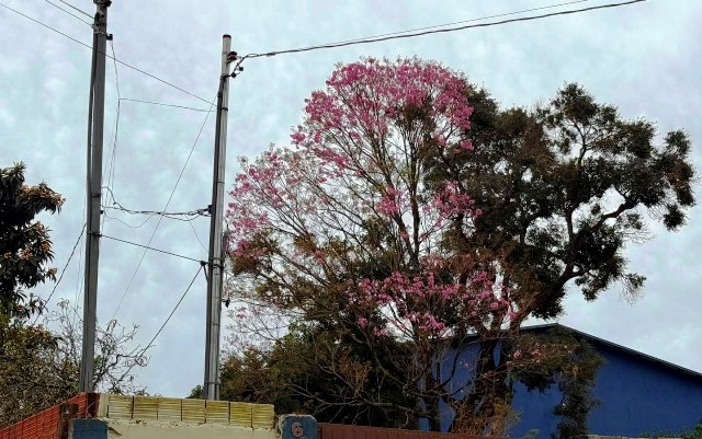 Ipês e outras árvores dão flores e colorem bairros e centro de Ponta Porã Ipês e outras árvores dão flores e colorem bairros e centro de Ponta Porã