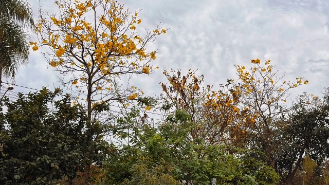 Ipês e outras árvores dão flores e colorem bairros e centro de Ponta Porã Ipês e outras árvores dão flores e colorem bairros e centro de Ponta Porã