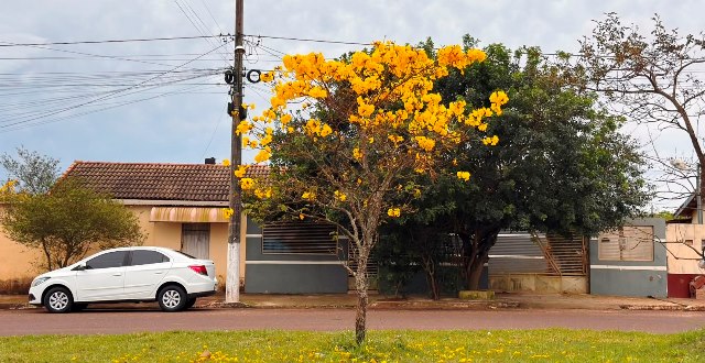 Ipês e outras árvores dão flores e colorem bairros e centro de Ponta Porã Ipês e outras árvores dão flores e colorem bairros e centro de Ponta Porã