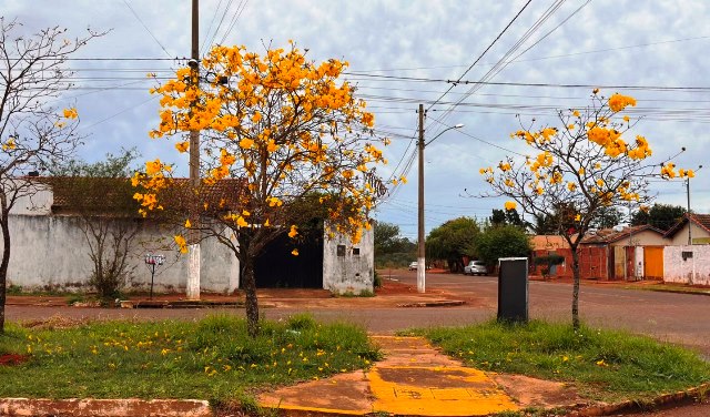 Ipês e outras árvores dão flores e colorem bairros e centro de Ponta Porã Ipês e outras árvores dão flores e colorem bairros e centro de Ponta Porã
