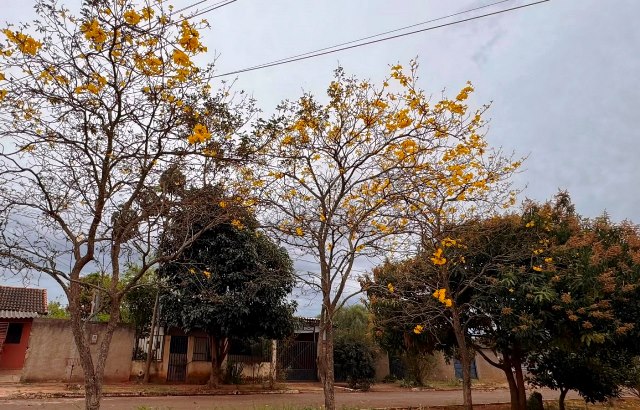 Ipês e outras árvores dão flores e colorem bairros e centro de Ponta Porã Ipês e outras árvores dão flores e colorem bairros e centro de Ponta Porã