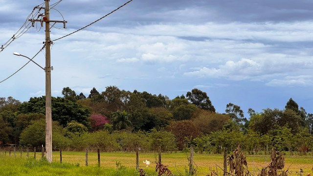 Ipês e outras árvores dão flores e colorem bairros e centro de Ponta Porã Ipês e outras árvores dão flores e colorem bairros e centro de Ponta Porã