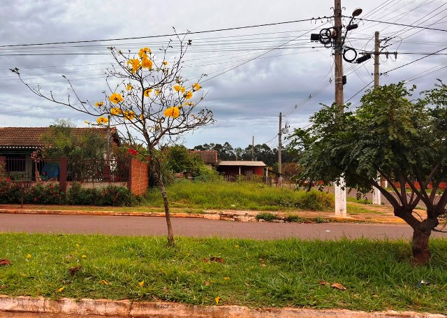 Ipês e outras árvores dão flores e colorem bairros e centro de Ponta Porã Ipês e outras árvores dão flores e colorem bairros e centro de Ponta Porã