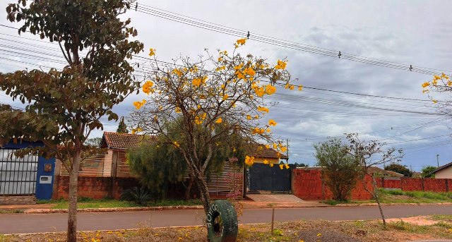 Ipês e outras árvores dão flores e colorem bairros e centro de Ponta Porã Ipês e outras árvores dão flores e colorem bairros e centro de Ponta Porã