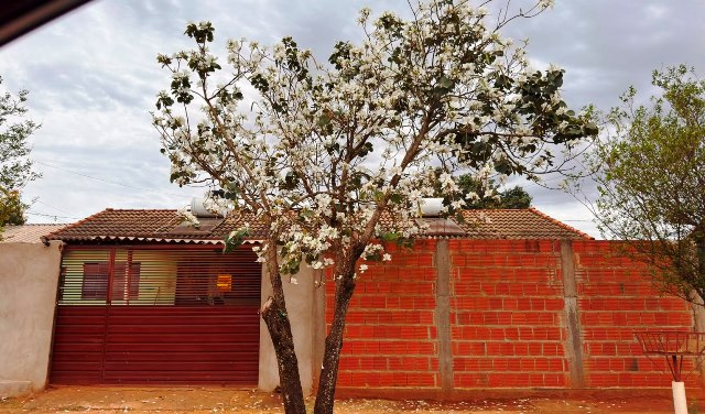 Ipês e outras árvores dão flores e colorem bairros e centro de Ponta Porã Ipês e outras árvores dão flores e colorem bairros e centro de Ponta Porã