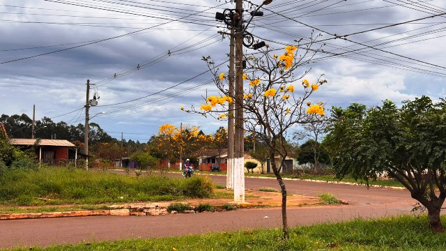 Ipês e outras árvores dão flores e colorem bairros e centro de Ponta Porã Ipês e outras árvores dão flores e colorem bairros e centro de Ponta Porã