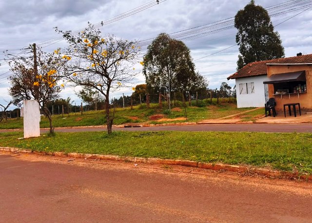 Ipês e outras árvores dão flores e colorem bairros e centro de Ponta Porã Ipês e outras árvores dão flores e colorem bairros e centro de Ponta Porã