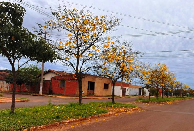 Ipês e outras árvores dão flores e colorem bairros e centro de Ponta Porã Ipês e outras árvores dão flores e colorem bairros e centro de Ponta Porã