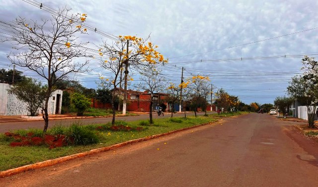 Ipês e outras árvores dão flores e colorem bairros e centro de Ponta Porã Ipês e outras árvores dão flores e colorem bairros e centro de Ponta Porã