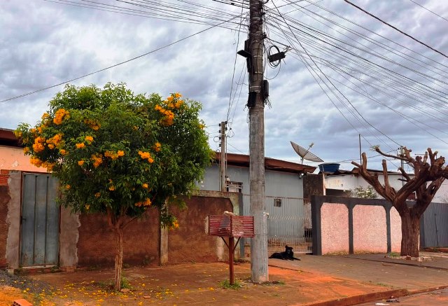 Ipês e outras árvores dão flores e colorem bairros e centro de Ponta Porã Ipês e outras árvores dão flores e colorem bairros e centro de Ponta Porã
