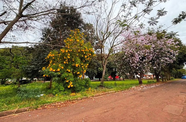 Ipês e outras árvores dão flores e colorem bairros e centro de Ponta Porã Ipês e outras árvores dão flores e colorem bairros e centro de Ponta Porã