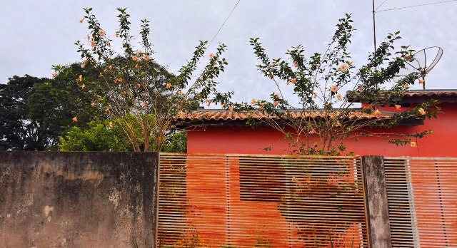Ipês e outras árvores dão flores e colorem bairros e centro de Ponta Porã Ipês e outras árvores dão flores e colorem bairros e centro de Ponta Porã