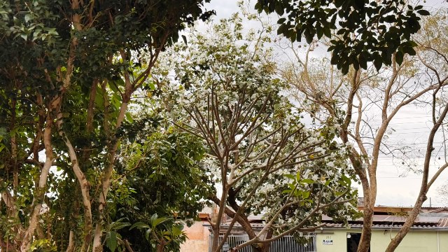 Ipês e outras árvores dão flores e colorem bairros e centro de Ponta Porã Ipês e outras árvores dão flores e colorem bairros e centro de Ponta Porã