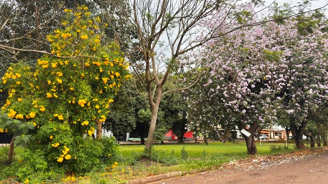 Ipês e outras árvores dão flores e colorem bairros e centro de Ponta Porã Ipês e outras árvores dão flores e colorem bairros e centro de Ponta Porã