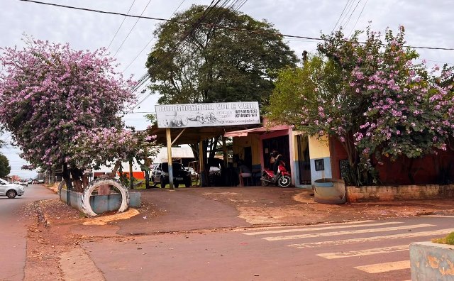 Ipês e outras árvores dão flores e colorem bairros e centro de Ponta Porã Ipês e outras árvores dão flores e colorem bairros e centro de Ponta Porã