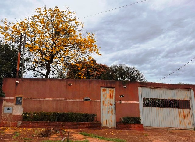 Ipês e outras árvores dão flores e colorem bairros e centro de Ponta Porã Ipês e outras árvores dão flores e colorem bairros e centro de Ponta Porã