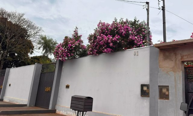 Ipês e outras árvores dão flores e colorem bairros e centro de Ponta Porã Ipês e outras árvores dão flores e colorem bairros e centro de Ponta Porã