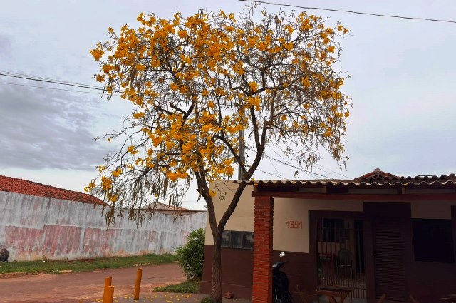 Ipês e outras árvores dão flores e colorem bairros e centro de Ponta Porã Ipês e outras árvores dão flores e colorem bairros e centro de Ponta Porã