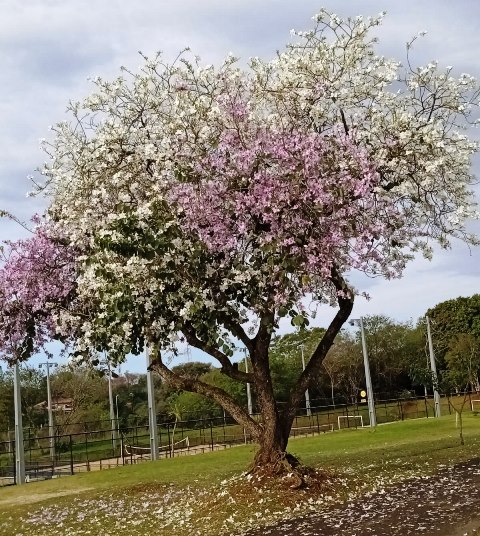 Ipês e outras árvores dão flores e colorem bairros e centro de Ponta Porã Ipês e outras árvores dão flores e colorem bairros e centro de Ponta Porã