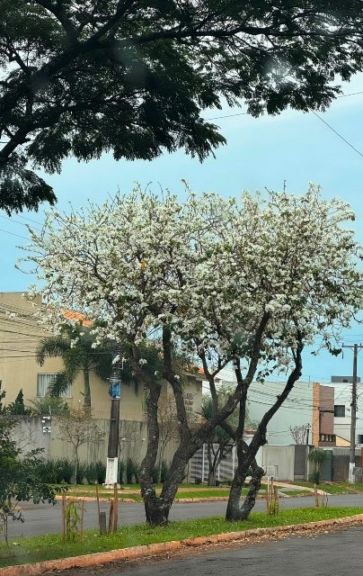 Ipês e outras árvores dão flores e colorem bairros e centro de Ponta Porã Ipês e outras árvores dão flores e colorem bairros e centro de Ponta Porã