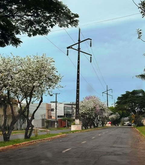 Ipês e outras árvores dão flores e colorem bairros e centro de Ponta Porã Ipês e outras árvores dão flores e colorem bairros e centro de Ponta Porã