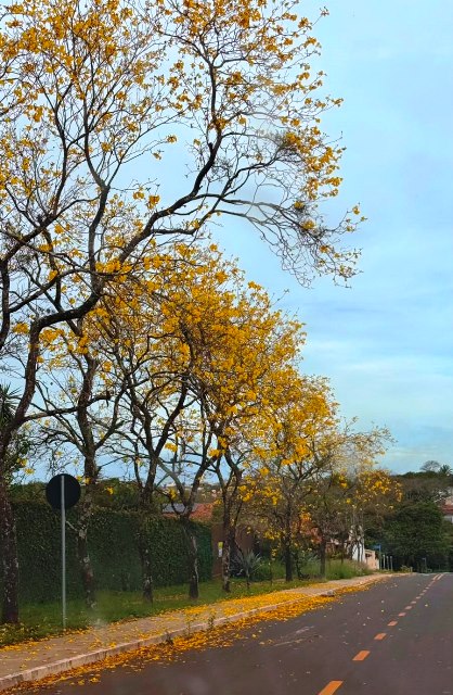 Ipês e outras árvores dão flores e colorem bairros e centro de Ponta Porã Ipês e outras árvores dão flores e colorem bairros e centro de Ponta Porã