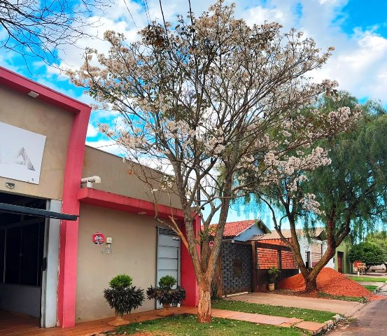 Ipês e outras árvores dão flores e colorem bairros e centro de Ponta Porã Ipês e outras árvores dão flores e colorem bairros e centro de Ponta Porã