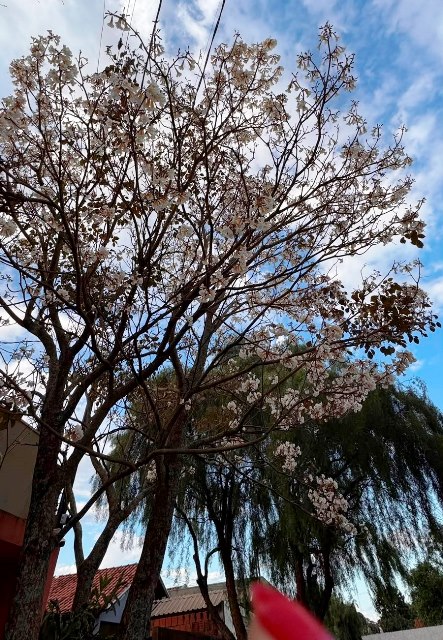 Ipês e outras árvores dão flores e colorem bairros e centro de Ponta Porã Ipês e outras árvores dão flores e colorem bairros e centro de Ponta Porã