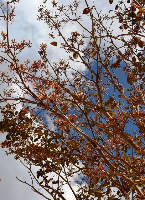Ipês e outras árvores dão flores e colorem bairros e centro de Ponta Porã Ipês e outras árvores dão flores e colorem bairros e centro de Ponta Porã