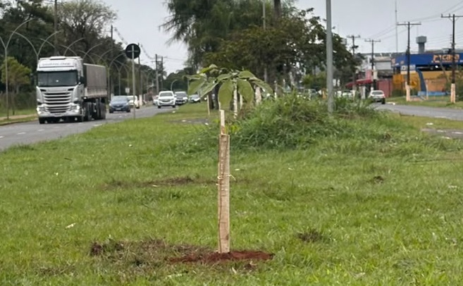 Ponta Porã: Prefeitura planta 20 árvores nativas na Avenida Brasil Ponta Porã: Prefeitura planta 20 árvores nativas na Avenida Brasil