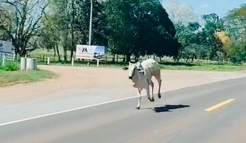 Caminhão boiadeiro tomba na BR-262 e animais se espalham na rodovia
