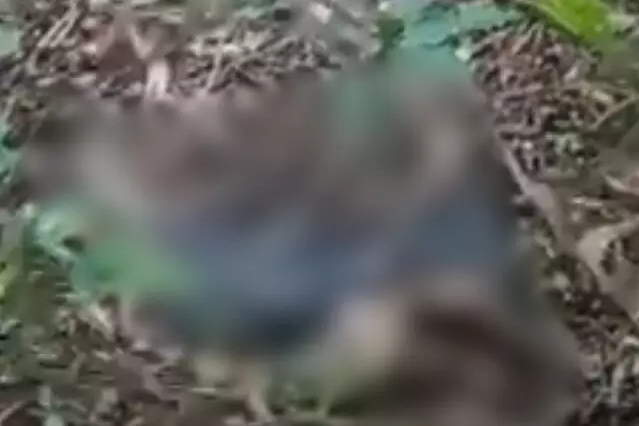 Corpo em decomposição é encontrado perto do Horto Florestal Corpo em decomposição é encontrado perto do Horto Florestal