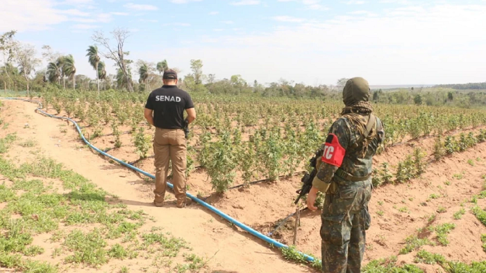 Capitán Bado: Desmantelan centro de producción de marihuana con riego automatizado e internet