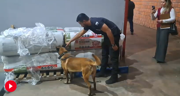 Intentan ingresar 25 kilos de marihuana desde Miami para enviarlos a Brasil Intentan ingresar 25 kilos de marihuana desde Miami para enviarlos a Brasil