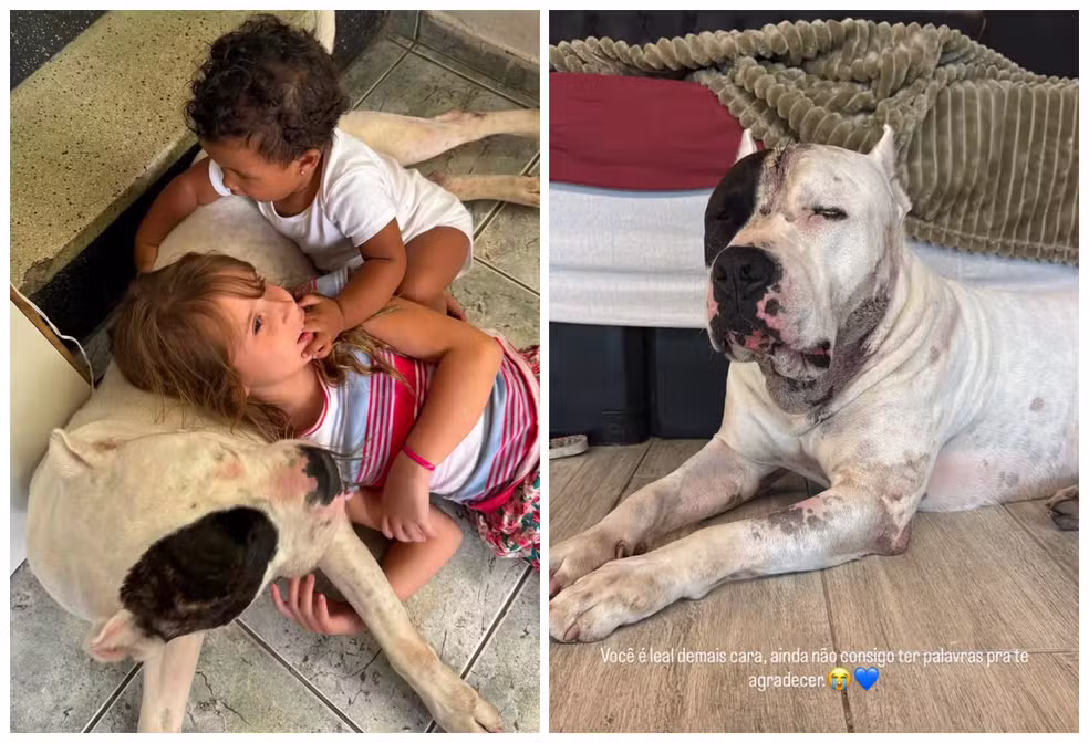 Pitbull enfrenta onça-parda dentro de casa e protege família em condomínio em SP