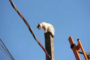 Felino fica preso em fiação e mobiliza equipe de resgate