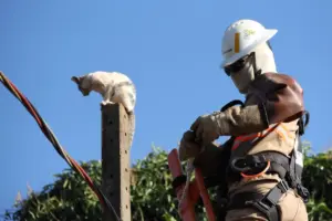 Felino fica preso em fiação e mobiliza equipe de resgate
