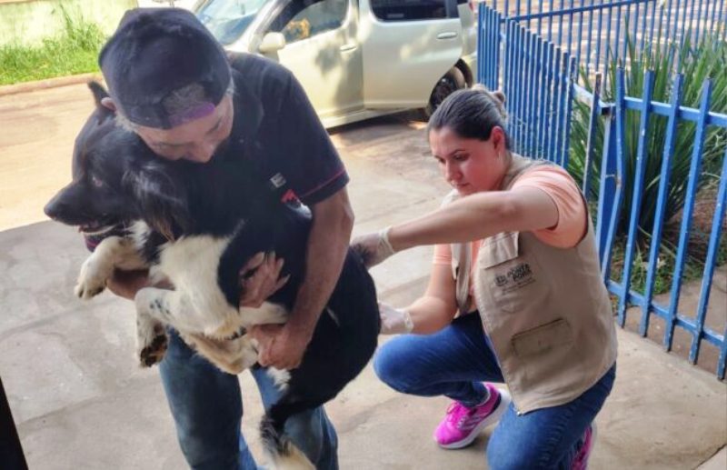 Em Ponta Porã, mais de 1,5 mil animais recebem vacina antirrábica no fim de semana Em Ponta Porã, mais de 1,5 mil animais recebem vacina antirrábica no fim de semana