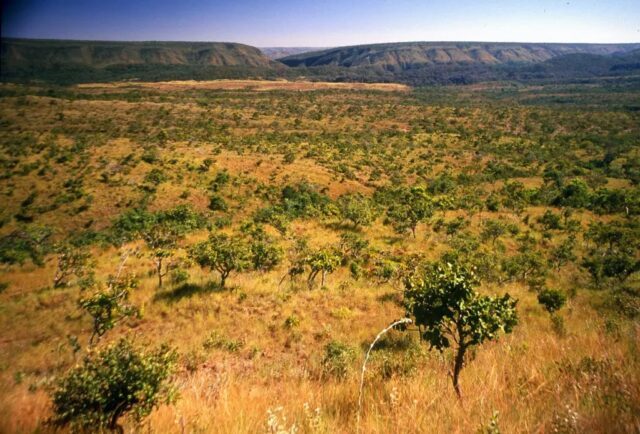 Dia do Cerrado: da semente ao saneamento, um ciclo de cuidado que protege as águas de Mato Grosso do Sul