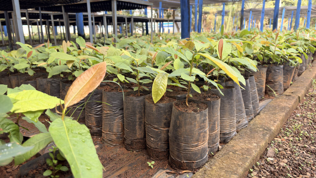 Dia do Cerrado: da semente ao saneamento, um ciclo de cuidado que protege as águas de Mato Grosso do Sul